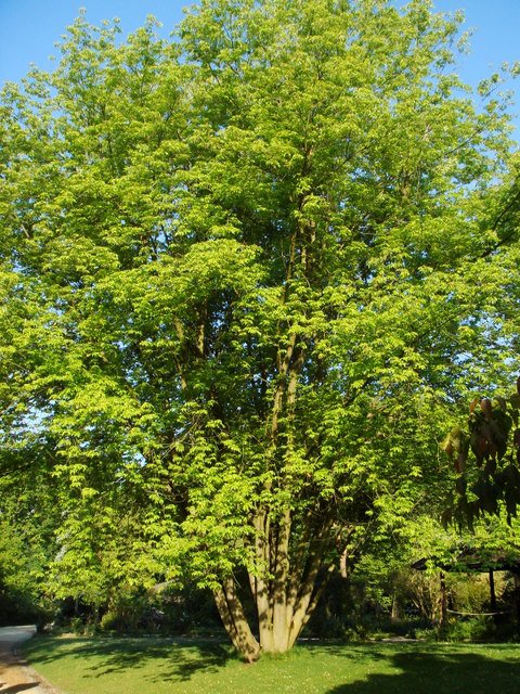 Acer saccharinum